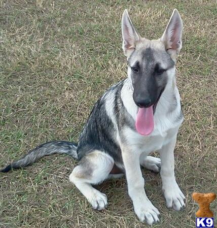 german shepherd puppy posted by Halo German Shepherds